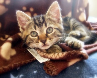  My passion, being a foster parent for the Auckland SPCA
